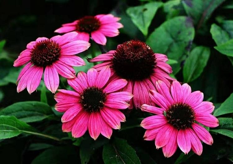 批发供应松果菊   松果菊种子价格   花坛松果菊租摆
