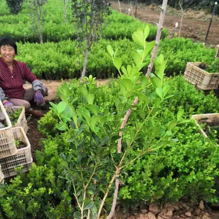 临朐瓜子黄杨小苗种植基地 瓜子黄杨批发 量大价优 苗圃直销