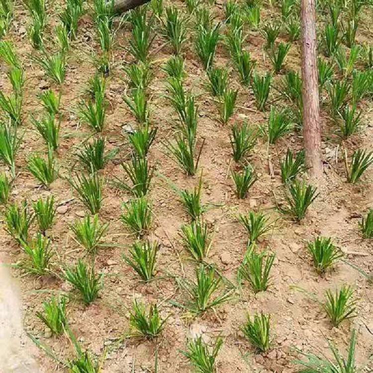 基地直销麦冬草 细叶麦冬草批发  阔叶麦冬草价格