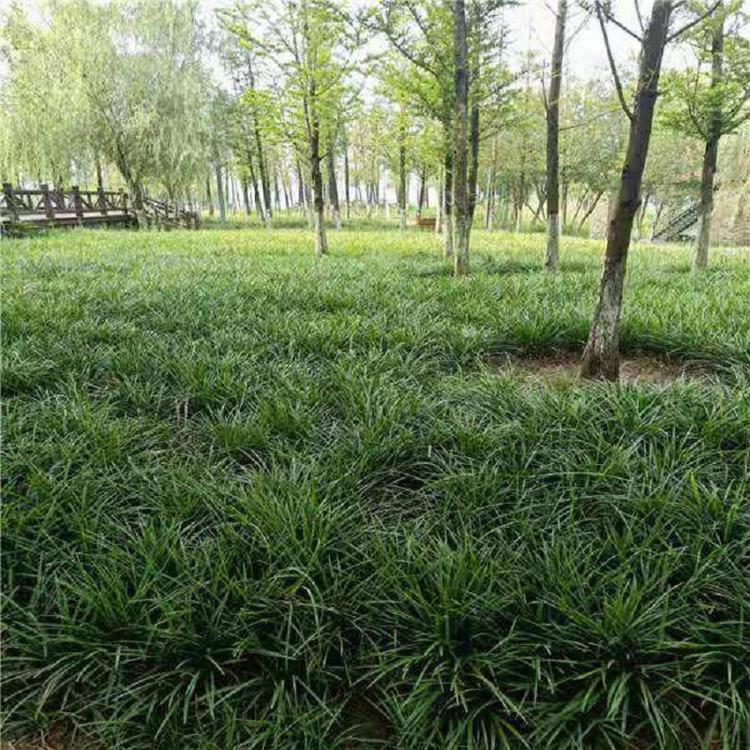 批发盆栽麦冬 麦冬草 玉龙草 金边阔叶麦冬 青州顺和花卉基地