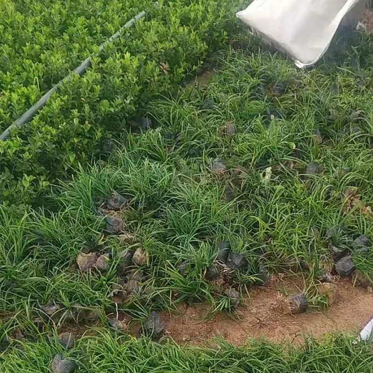 金边阔叶麦冬批发  麦冬苗种子