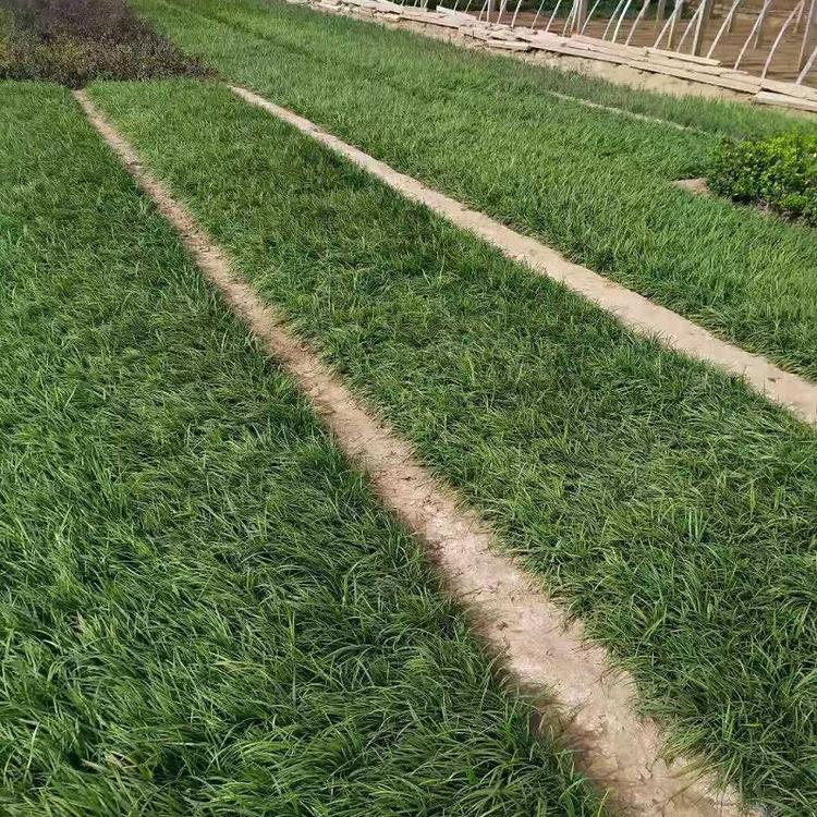金边麦冬批发  山东细叶麦冬价格  阔叶麦冬