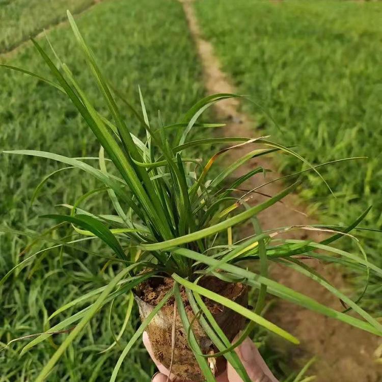 盆栽麦冬草  山东细叶麦冬批发  阔叶麦冬工程化草坪价格