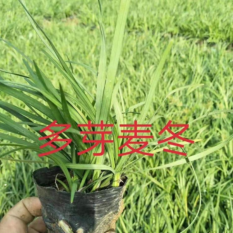 山东麦冬基地  阔叶麦冬批发  细叶麦冬种子