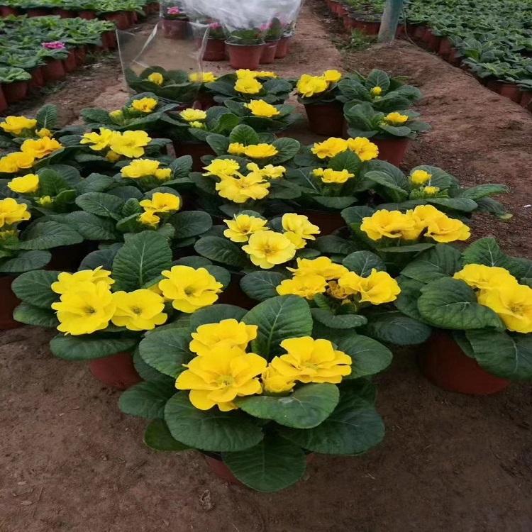 报春花  青州草花