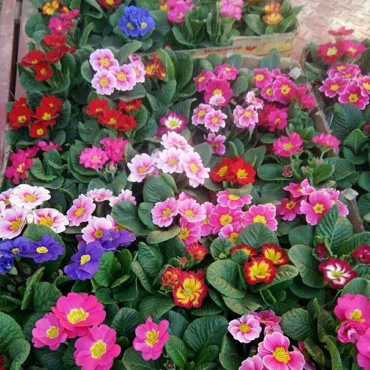 报春花批发价格  报春花种植基地 松青报春花价格
