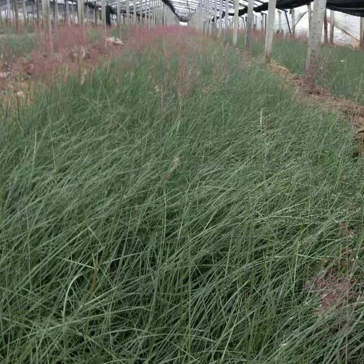 粉黛乱子草批发价格 钰艺基地大量批发粉黛乱子草 花海种植用的粉黛乱子草 粉黛乱子草供货商