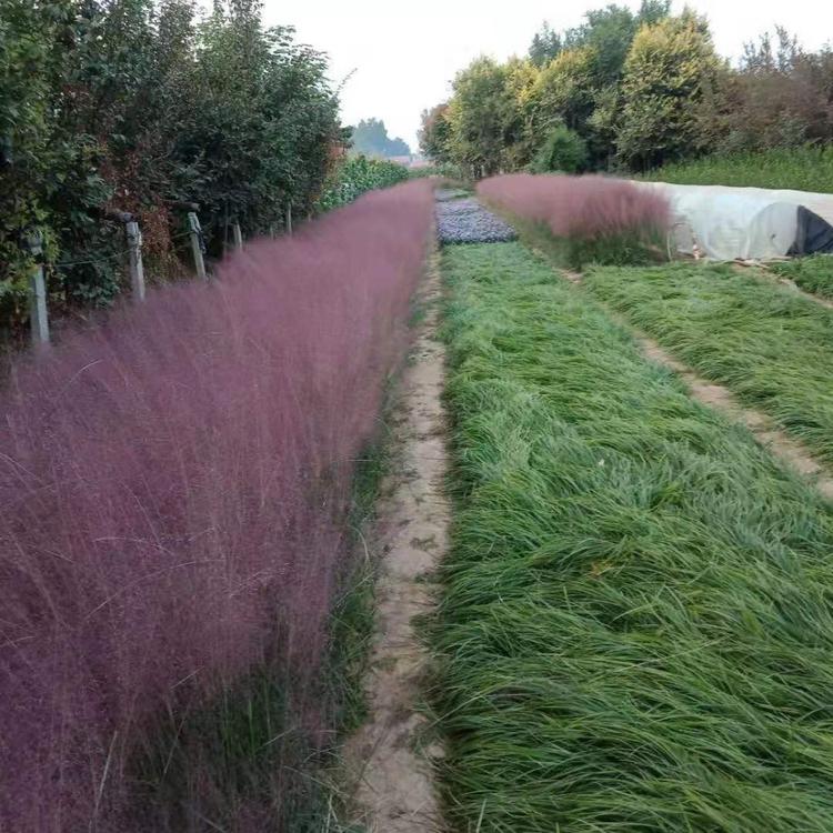 粉黛乱子草批发价格 钰艺基地大量批发粉黛乱子草 花海种植用的粉黛乱子草 粉黛乱子草报价