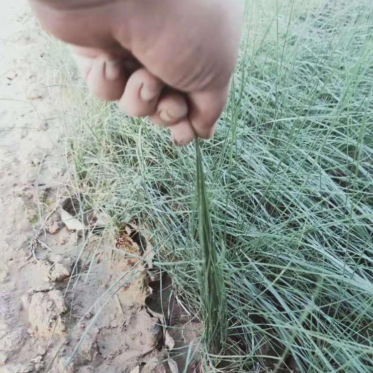 暖季型观赏草粉黛乱子草批发 钰艺基地大量批发粉黛乱子草 花海种植用的粉黛乱子草 多年生观赏草粉黛乱子草