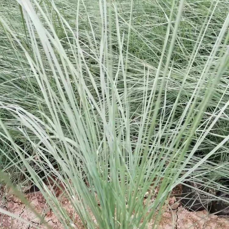 暖季型观赏草粉黛乱子草批发 钰艺基地大量批发粉黛乱子草 花海种植用的粉黛乱子草 粉黛乱子草供货商
