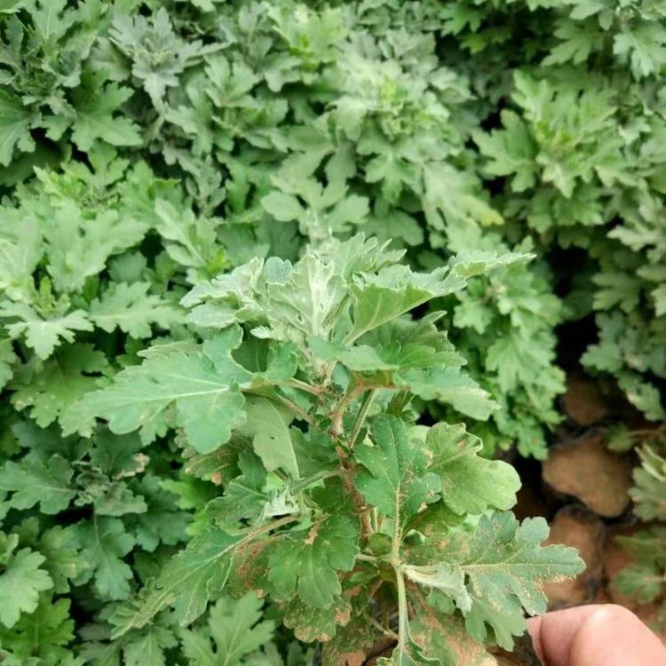 地被菊  地被菊小苗  地被菊批发 地被菊基地