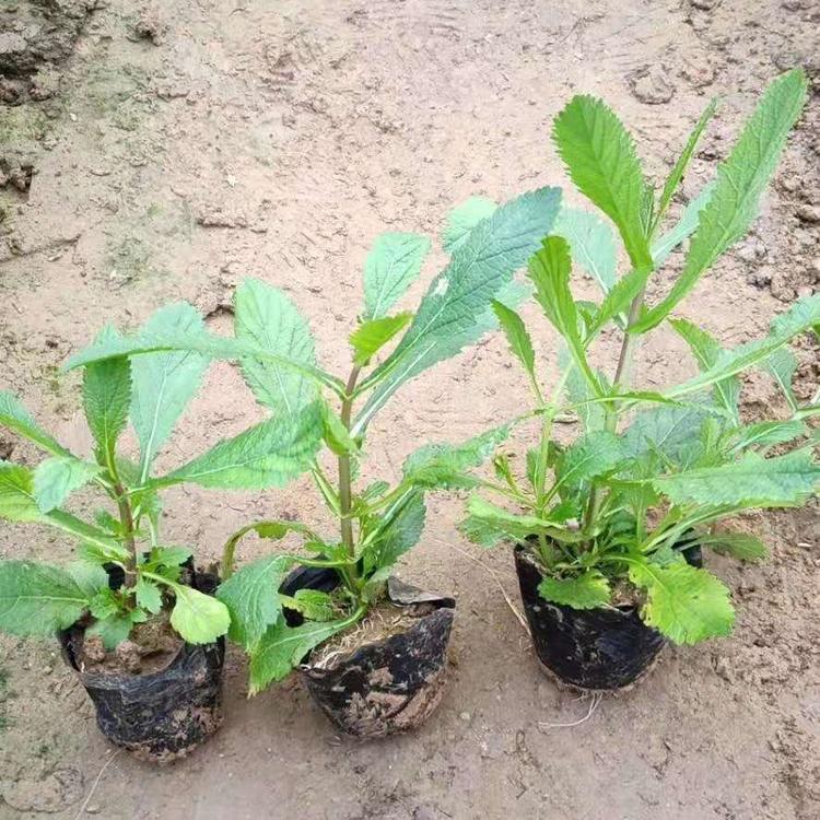 花海用柳叶马鞭草供应 柳叶马鞭草种植基地 柳叶马鞭草批发价格 柳叶马鞭草供货商
