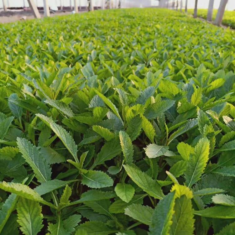 柳叶马鞭草基地直销 柳叶马鞭草小苗 柳叶马鞭草批发价格 柳叶马鞭草供货商