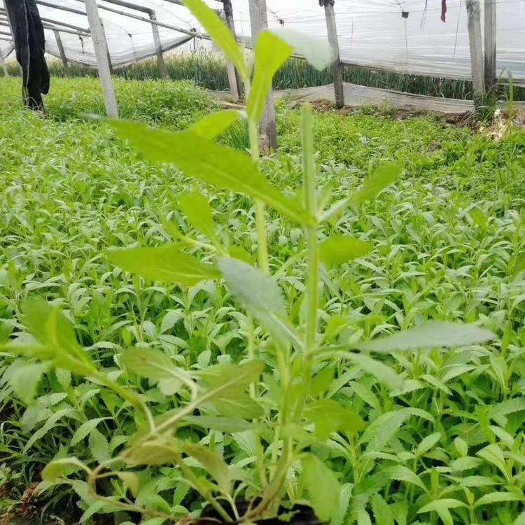 柳叶马鞭草基地直销 柳叶马鞭草种植基地 柳叶马鞭草批发价格 柳叶马鞭草供货商