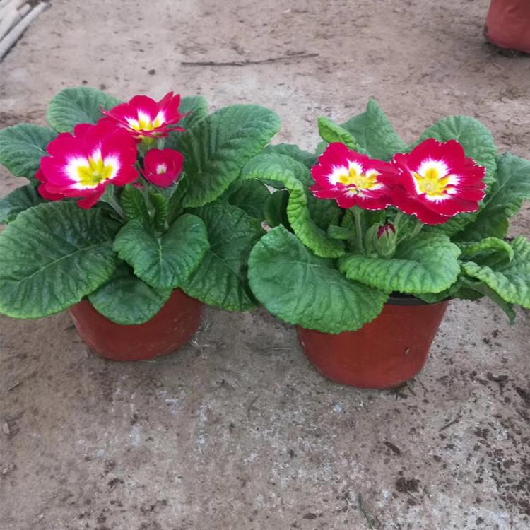 批发报春花 地被植物 年宵花 花海品种 花海草花