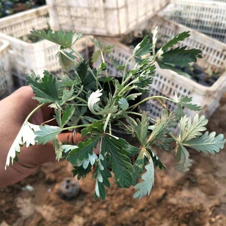 委陵菜.五叶委陵菜.三叶委陵菜
