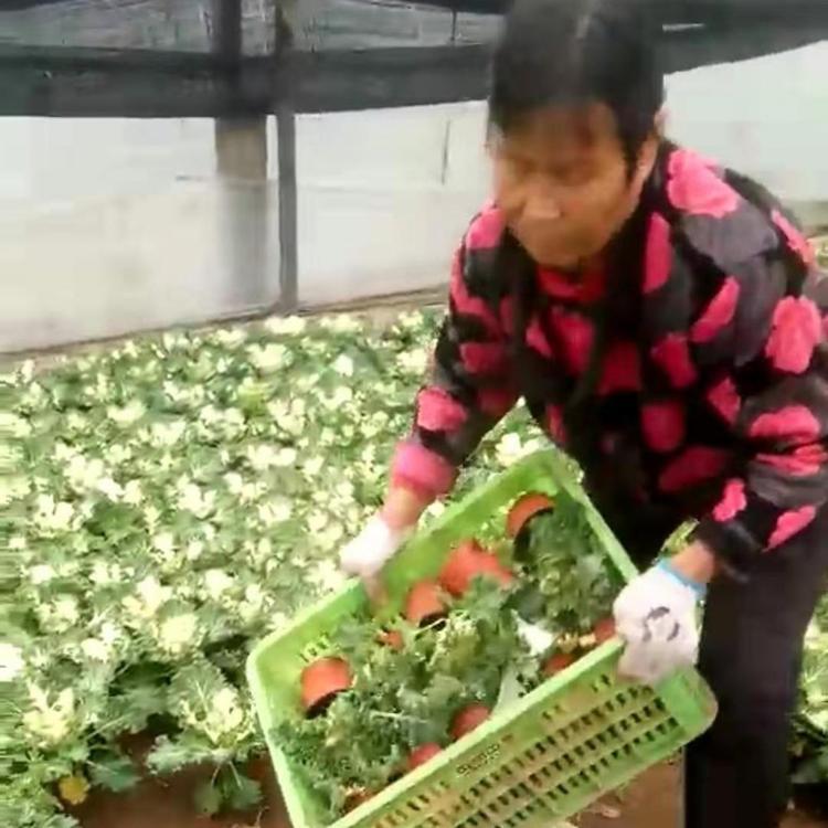 羽衣甘蓝  羽衣甘蓝批发   羽衣甘蓝出售