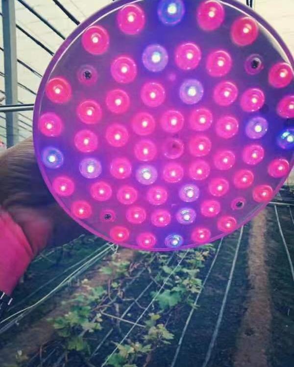 直销大棚LED植物补光灯    育苗质量保证育苗灯直销