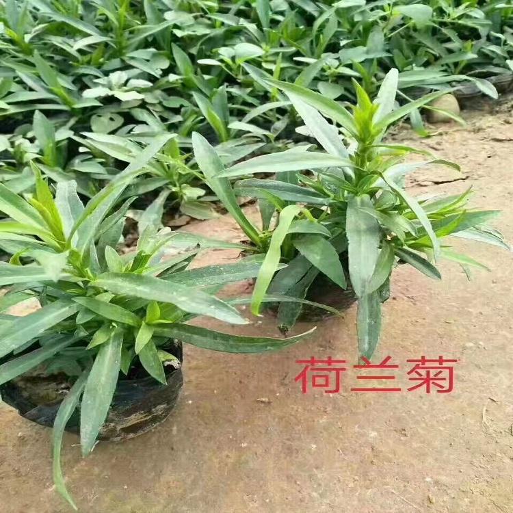 荷兰菊