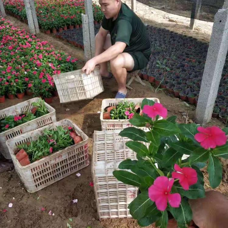 长春花  长春花批发  长春花小苗批发