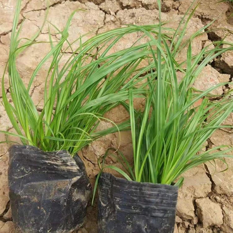 青绿苔草  青绿苔草批发  青绿苔草价格  青绿苔草基地