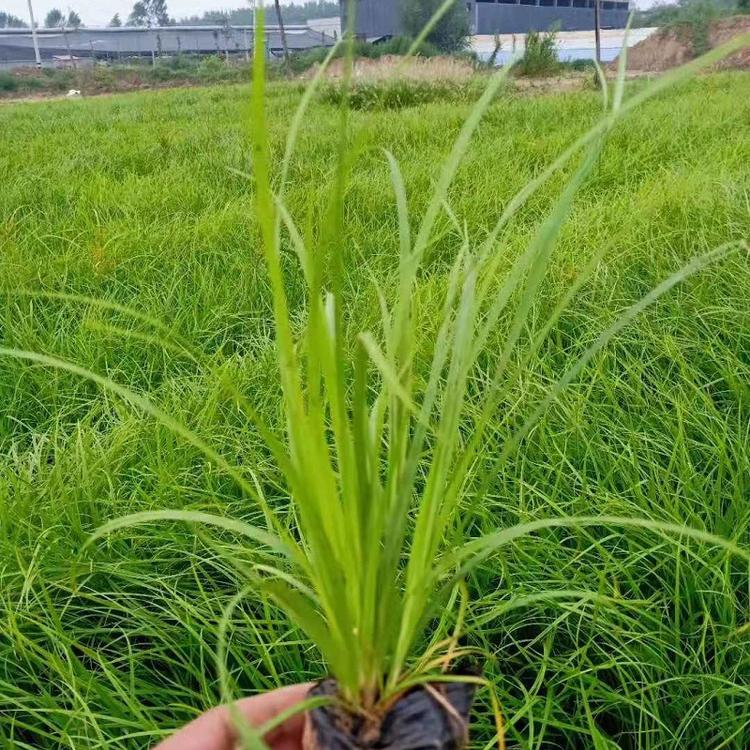青绿苔草  青绿苔草价格  青绿苔草批发  青绿苔草基地