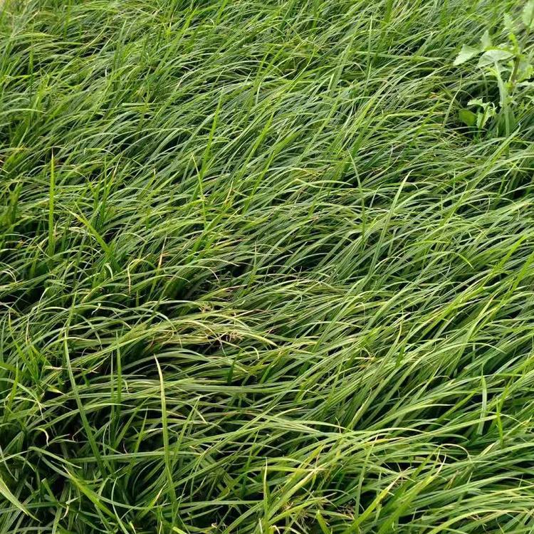 青绿苔草  青绿苔草价格  青绿苔草基地  青绿苔草批发