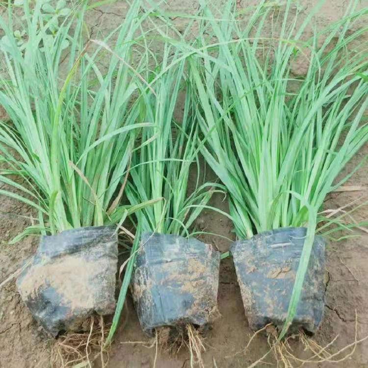 青绿苔草  青绿苔草批发价格  山东青绿苔草基地