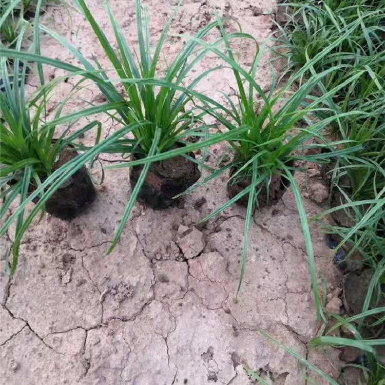 青州青绿苔草批发价格  山东青绿苔草供应商  青绿苔草