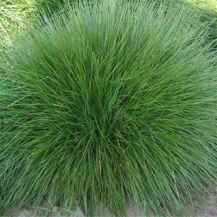 山东青绿苔草批发商  青州青绿苔草供应商  青绿苔草直销