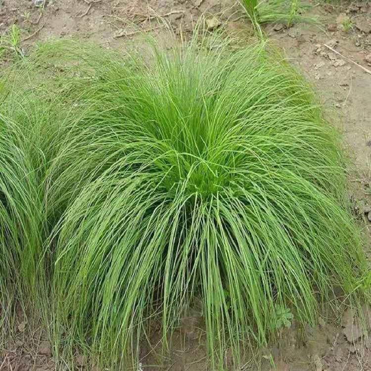 山东青绿苔草  青绿苔草批发价格  青州青绿苔草基地直销
