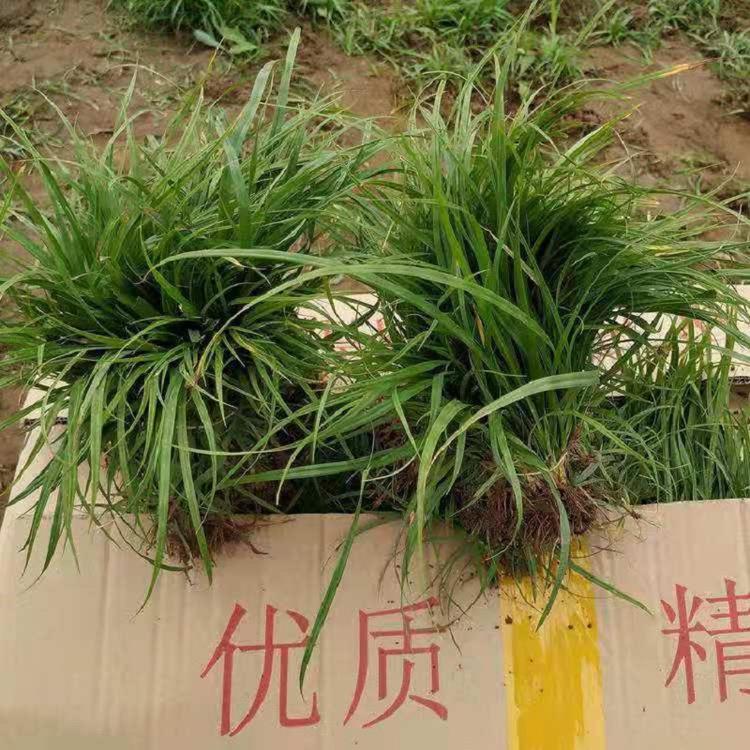 青绿苔草供应商  护坡用青绿苔草批发  青绿苔草基地直销