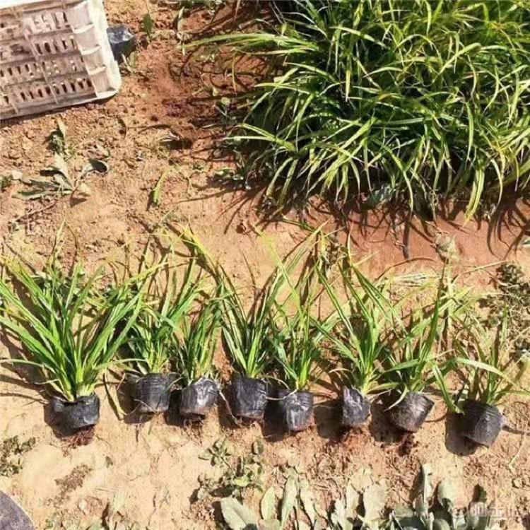 山东青绿苔草供应商  护坡用青绿苔草批发  青州青绿苔草基地直销