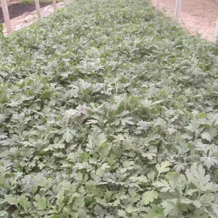 地被菊  地被菊小苗  地被菊批发 地被菊基地  种子