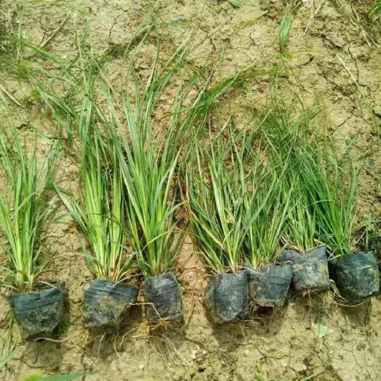 山东青绿苔草 青绿苔草批发价格  四季常绿