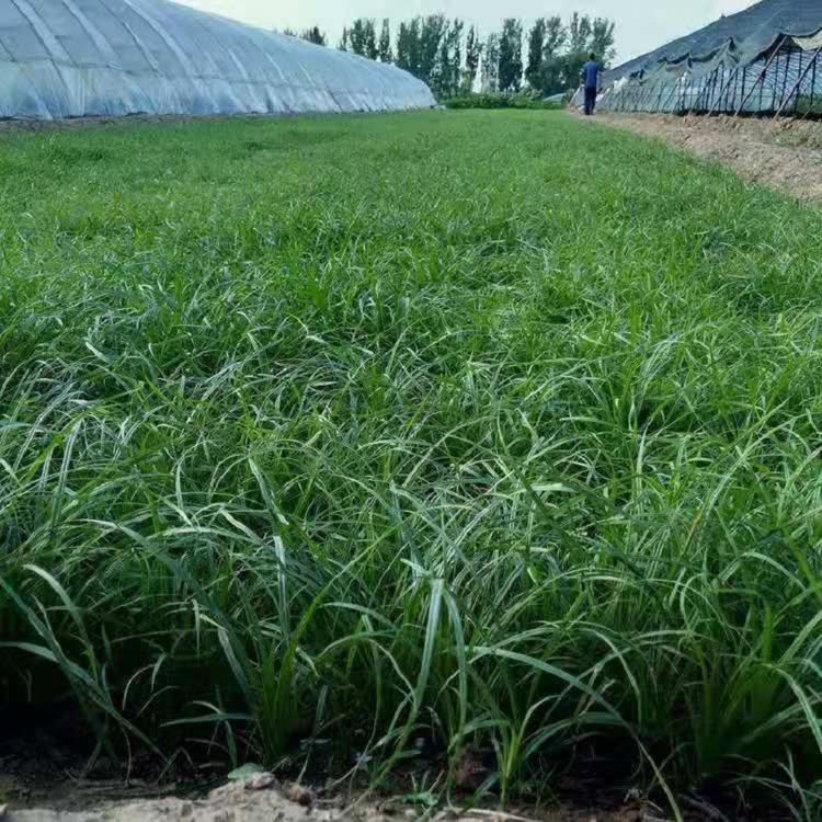 观赏草青绿苔草批发  四季常绿青绿苔草价格