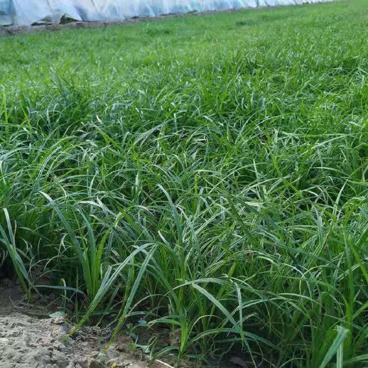 观赏草青绿苔草批发供应  四季常绿青绿苔草基地直销  顺和花卉