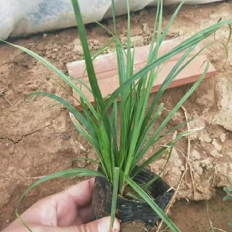 基地直销青绿苔草  青绿苔草批发价格  四季常绿