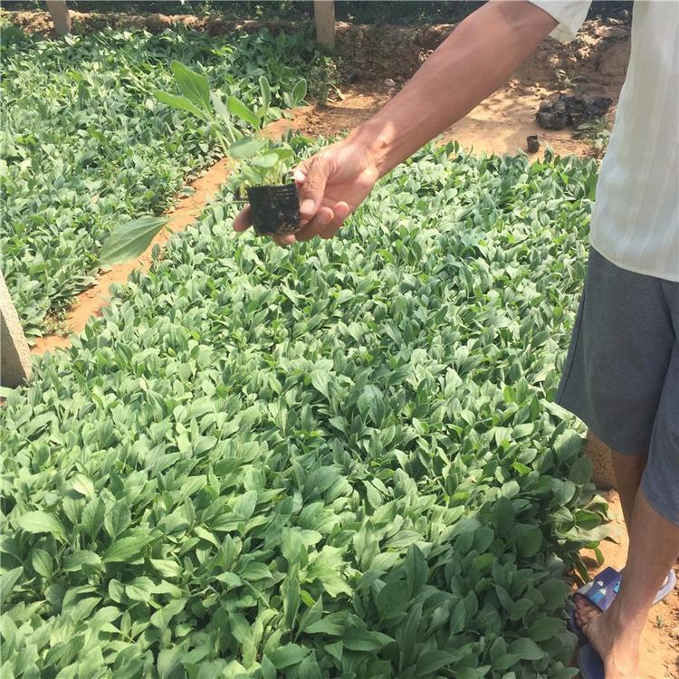 黑心菊  黑心菊小苗   黑心菊批发  黑心菊基地等