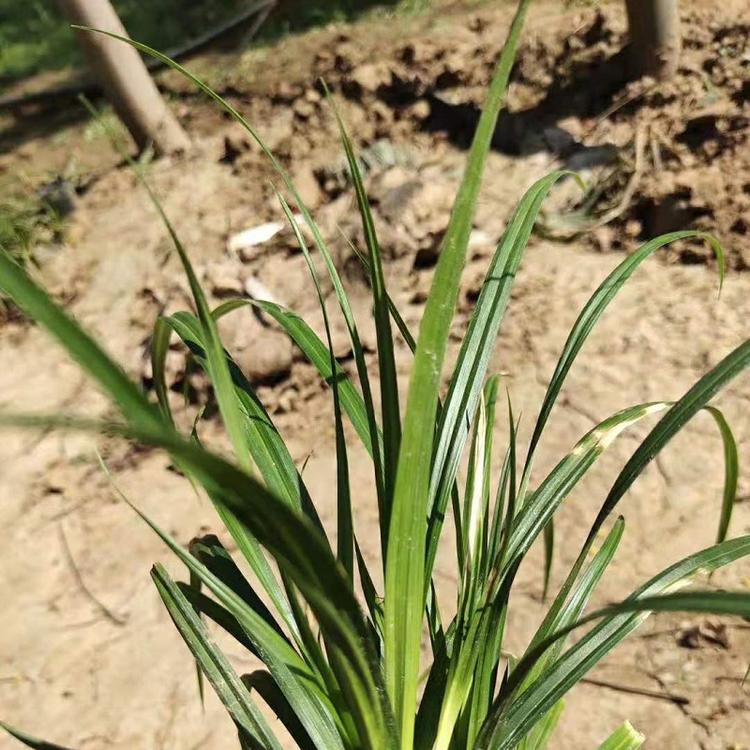 山东崂峪苔草批发  青州崂峪苔草价格  崂峪苔草基地直销