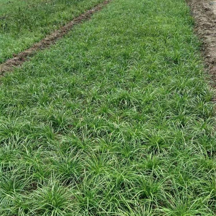 崂峪苔草  崂峪苔草批发  崂峪苔草基地直销