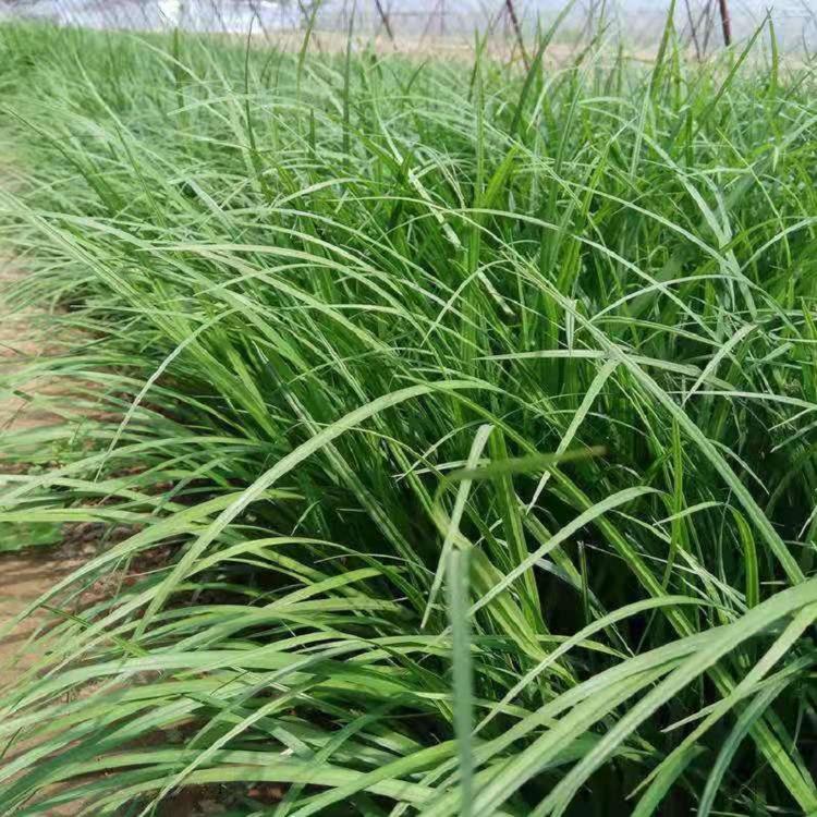 山东崂峪苔草基地直销  崂峪苔草供应商  批发崂峪苔草