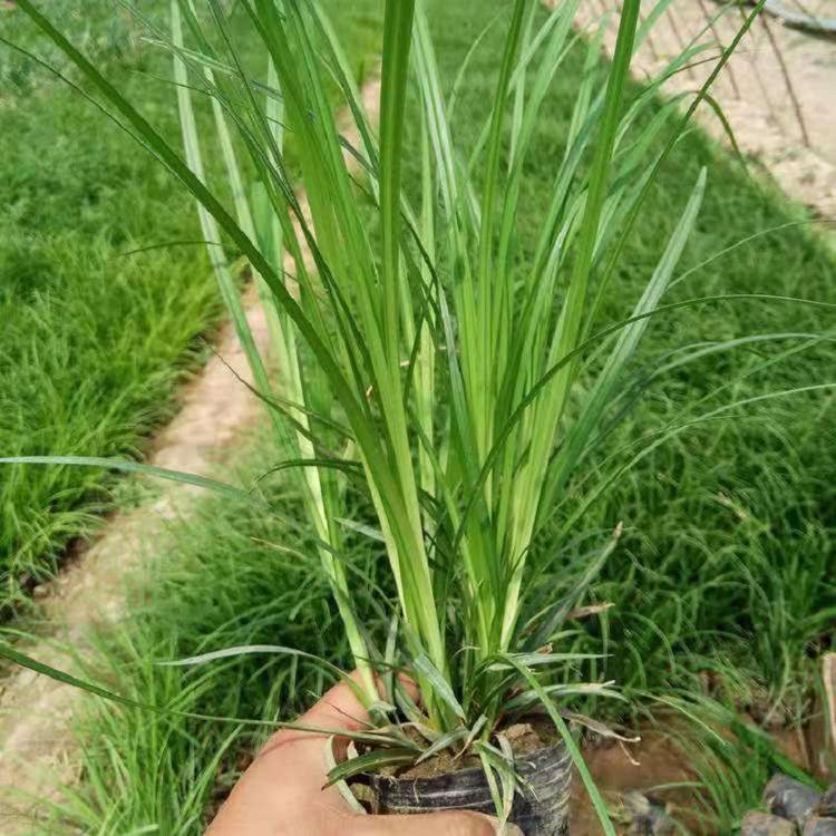 崂峪苔草价格  崂峪苔草种植基地  大量批发崂峪苔草