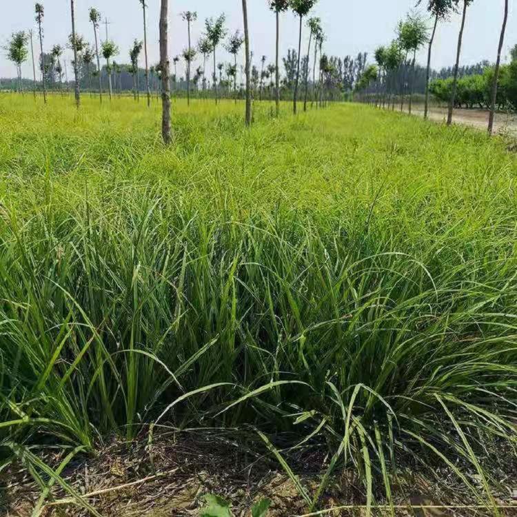 崂峪苔草  观赏草崂峪苔草批发商  四季常绿崂峪苔草供应商