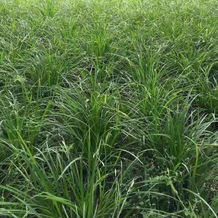 园林绿化用崂峪苔草批发  四季常绿崂峪苔草基地直销  崂峪苔草