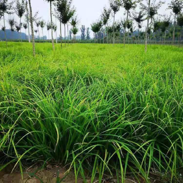 崂峪苔草批发价格  四季常绿崂峪苔草供应基地