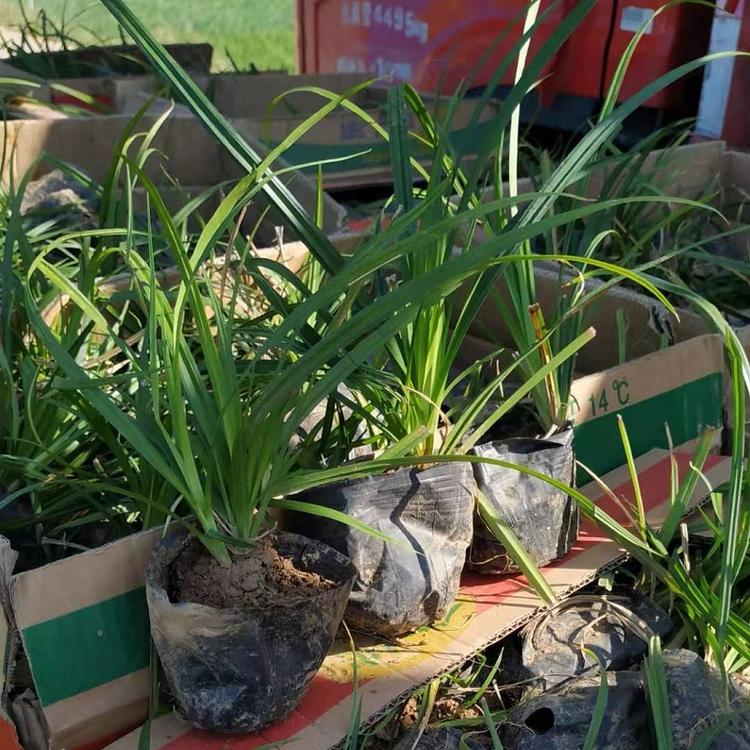 大量批发崂峪苔草  崂峪苔草批发供应  一手货源