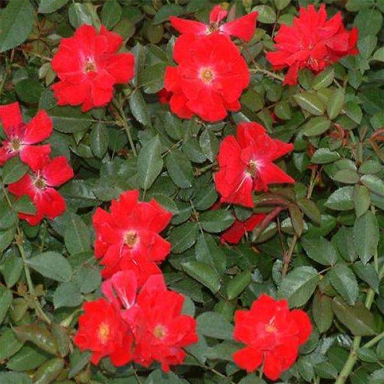 地被月季小苗 地被月季批发价格 青州草花种植基地