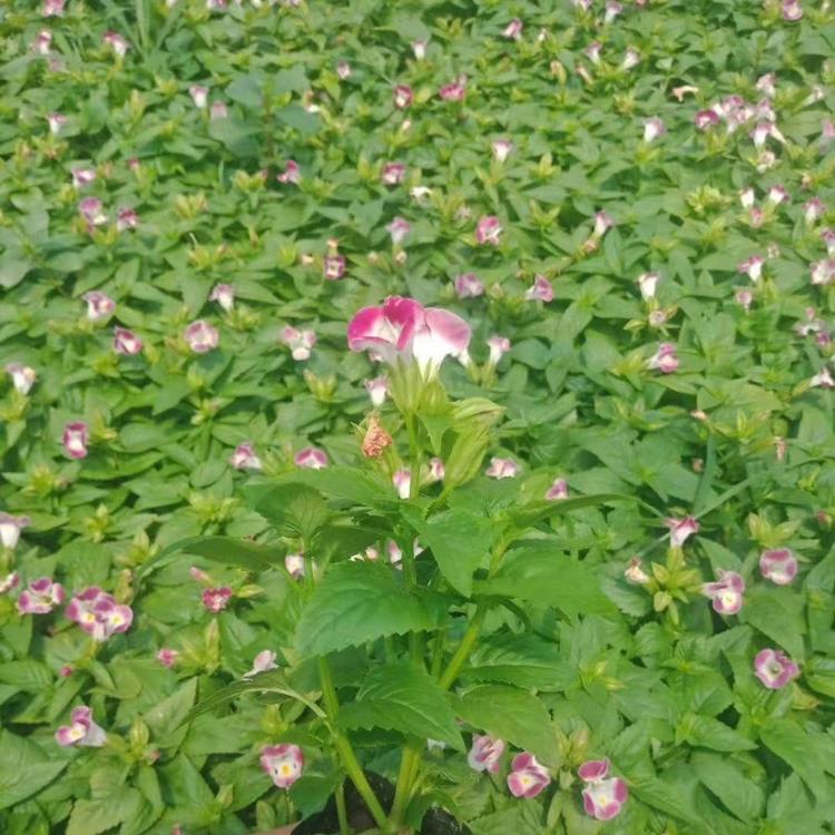夏堇小苗  夏堇