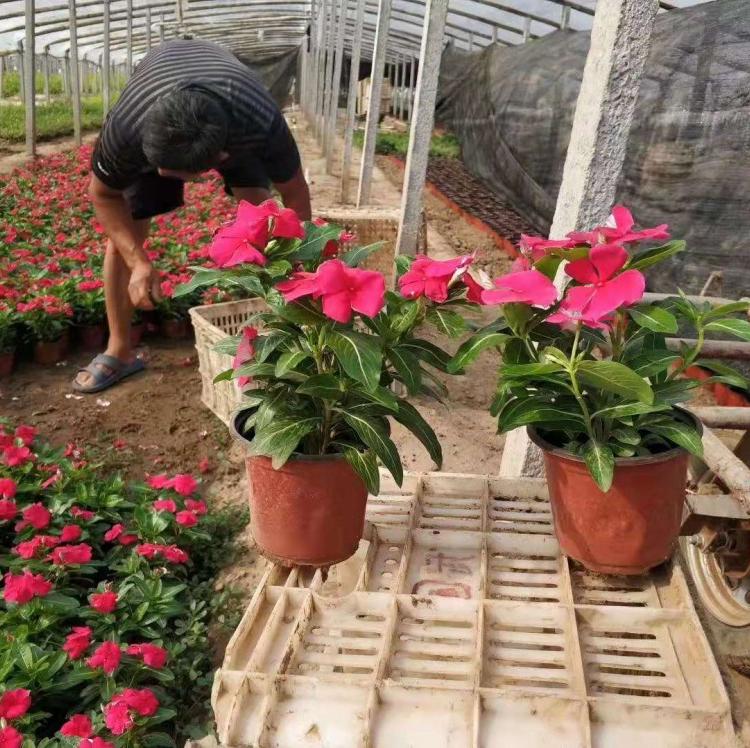 长春花